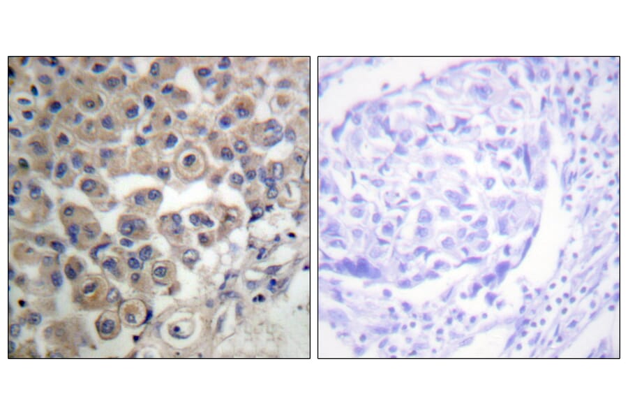 Immunohistochemistry - Anti-PLC beta3 Antibody (B0722) - Antibodies.com