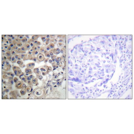 Immunohistochemistry - Anti-PLC beta3 Antibody (B0722) - Antibodies.com