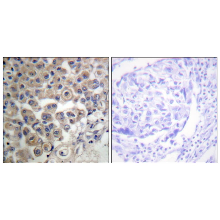 Immunohistochemistry - Anti-PLC beta3 Antibody (B0722) - Antibodies.com