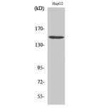 Western Blot - Anti-PLC beta3 Antibody (B0722) - Antibodies.com