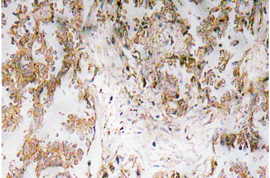 Immunohistochemistry - Anti-IL-1alpha Antibody (R12-2203) - Antibodies.com