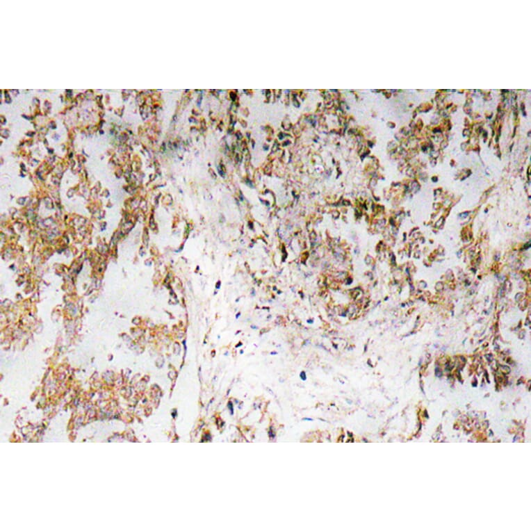 Immunohistochemistry - Anti-IL-1alpha Antibody (R12-2203) - Antibodies.com