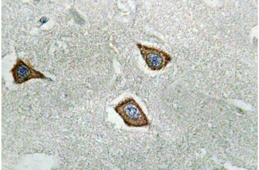 Immunohistochemistry - Anti-Calpain 2 Antibody (R12-2051) - Antibodies.com
