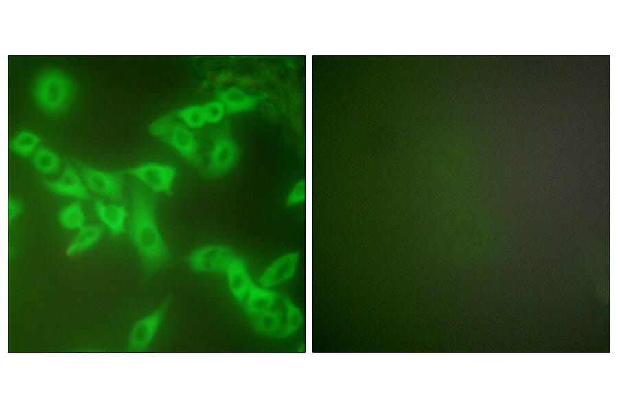 Immunofluorescence - Anti-Stefin B Antibody (C0330) - Antibodies.com