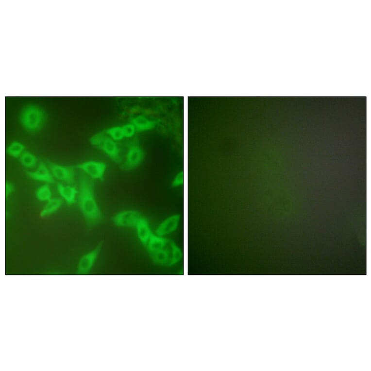 Immunofluorescence - Anti-Stefin B Antibody (C0330) - Antibodies.com