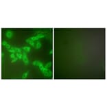 Immunofluorescence - Anti-Stefin B Antibody (C0330) - Antibodies.com