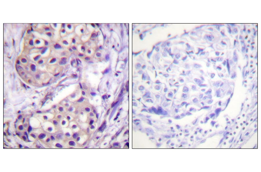 Immunohistochemistry - Anti-IKK-beta Antibody (B0490) - Antibodies.com
