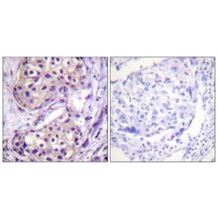 Immunohistochemistry - Anti-IKK-beta Antibody (B0490) - Antibodies.com
