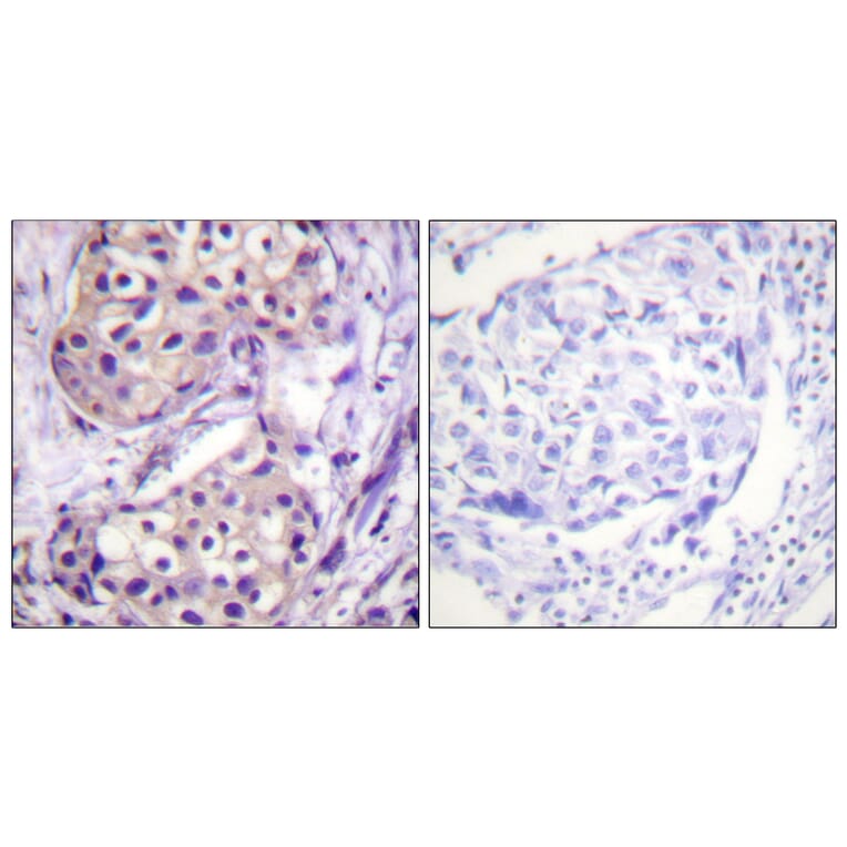 Immunohistochemistry - Anti-IKK-beta Antibody (B0490) - Antibodies.com
