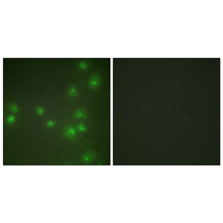 Immunofluorescence - Anti-ZNF265 Antibody (C10218) - Antibodies.com