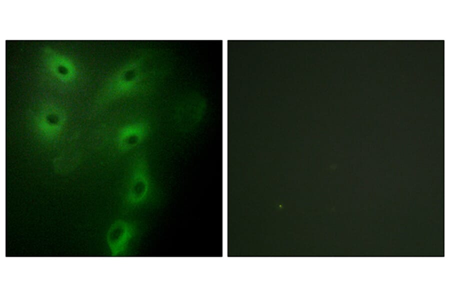 Immunofluorescence - Anti-TRIM59 Antibody (C11314) - Antibodies.com