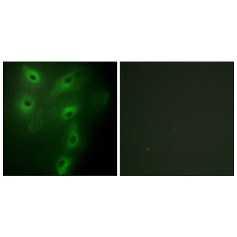 Immunofluorescence - Anti-TRIM59 Antibody (C11314) - Antibodies.com