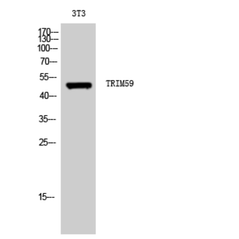 Western Blot - Anti-TRIM59 Antibody (C11314) - Antibodies.com
