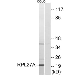 Western Blot - Anti-RPL27A Antibody (C14165) - Antibodies.com