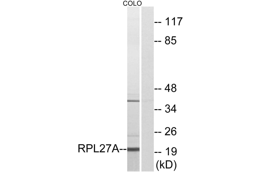 Western Blot - Anti-RPL27A Antibody (C14165) - Antibodies.com