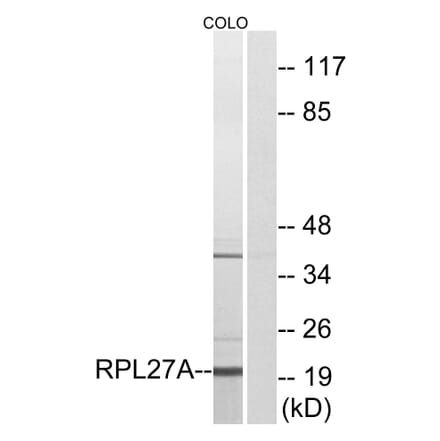 Western Blot - Anti-RPL27A Antibody (C14165) - Antibodies.com