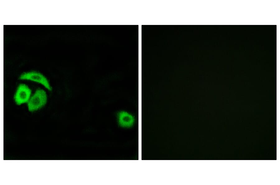 Immunofluorescence - Anti-RPL27A Antibody (C14165) - Antibodies.com