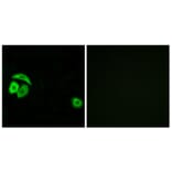 Immunofluorescence - Anti-RPL27A Antibody (C14165) - Antibodies.com