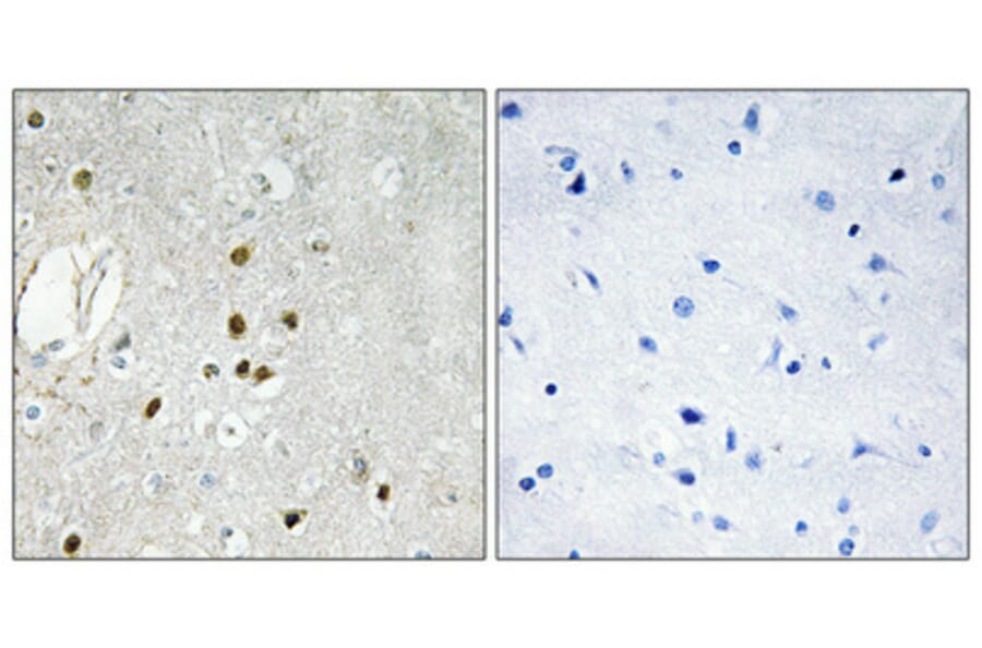 Immunohistochemistry - Anti-RPL27A Antibody (C14165) - Antibodies.com