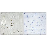 Immunohistochemistry - Anti-RPL27A Antibody (C14165) - Antibodies.com