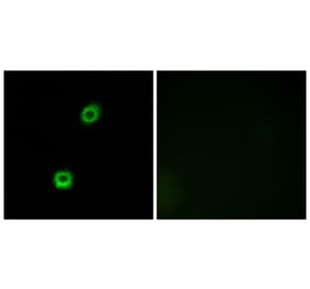 Immunofluorescence - Anti-MARCKS Antibody (B7142) - Antibodies.com