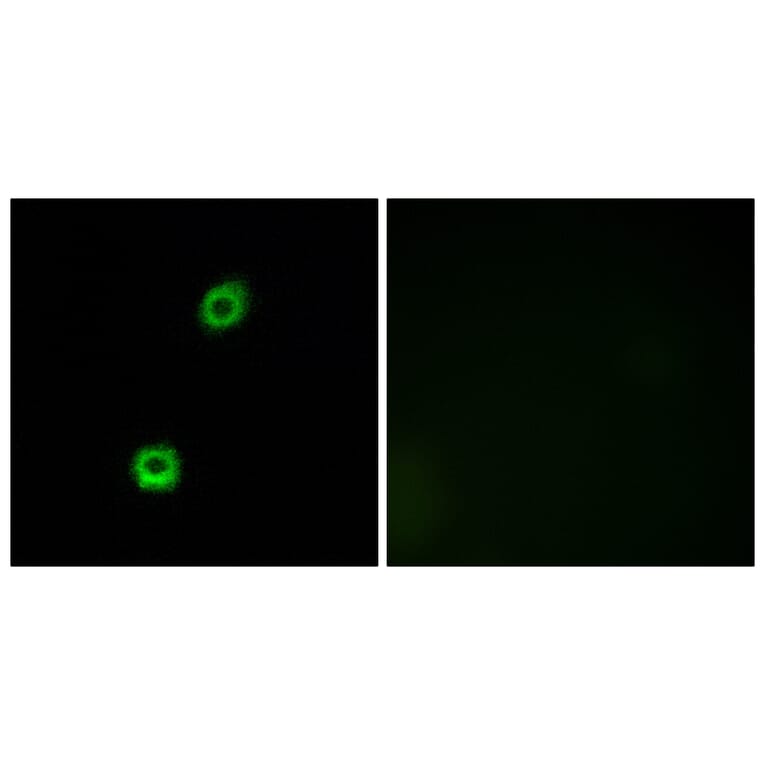 Immunofluorescence - Anti-MARCKS Antibody (B7142) - Antibodies.com