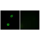 Immunofluorescence - Anti-MARCKS Antibody (B7142) - Antibodies.com