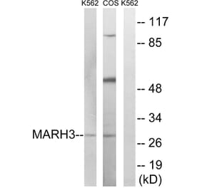 Western Blot - Anti-MARCH3 Antibody (C15548) - Antibodies.com