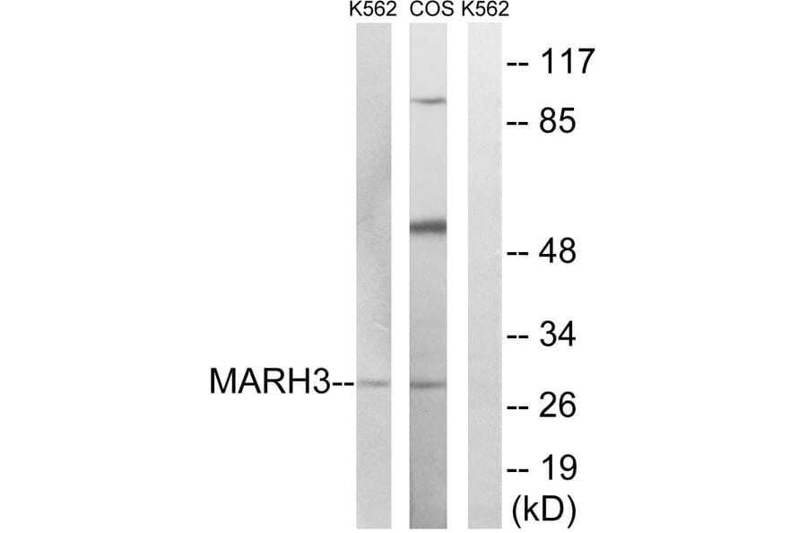 Western Blot - Anti-MARCH3 Antibody (C15548) - Antibodies.com