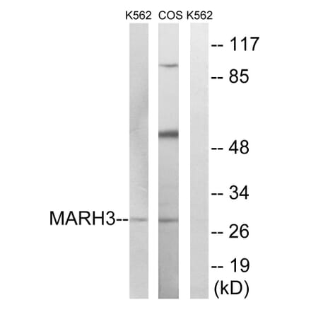 Western Blot - Anti-MARCH3 Antibody (C15548) - Antibodies.com