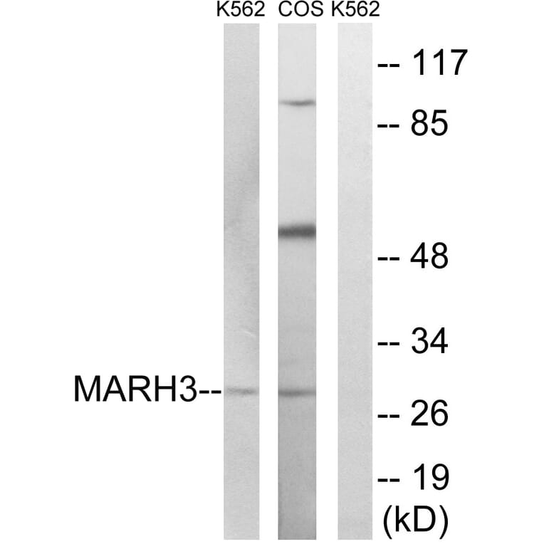 Western Blot - Anti-MARCH3 Antibody (C15548) - Antibodies.com