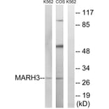 Western Blot - Anti-MARCH3 Antibody (C15548) - Antibodies.com