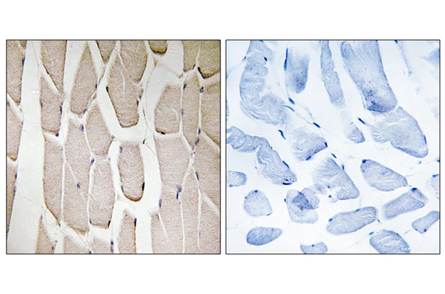 Immunohistochemistry - Anti-MARCH3 Antibody (C15548) - Antibodies.com