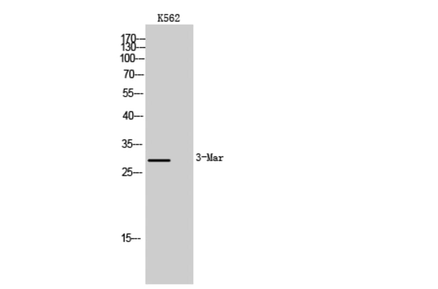 Western Blot - Anti-MARCH3 Antibody (C15548) - Antibodies.com