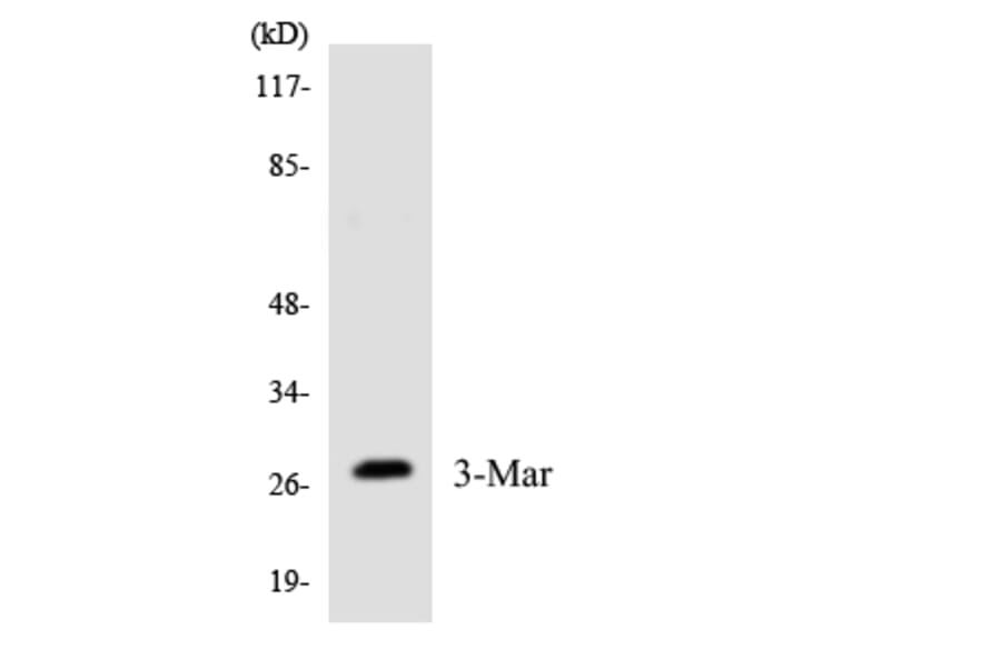 Western Blot - Anti-MARCH3 Antibody (R12-2996) - Antibodies.com