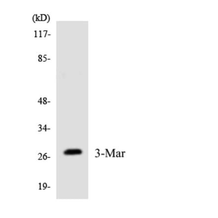 Western Blot - Anti-MARCH3 Antibody (R12-2996) - Antibodies.com