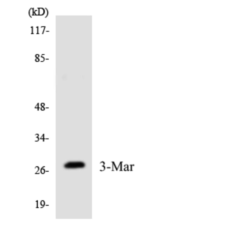 Western Blot - Anti-MARCH3 Antibody (R12-2996) - Antibodies.com