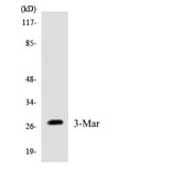 Western Blot - Anti-MARCH3 Antibody (R12-2996) - Antibodies.com