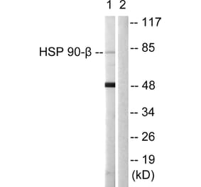 Western Blot - Anti-HSP90B Antibody (B1210) - Antibodies.com