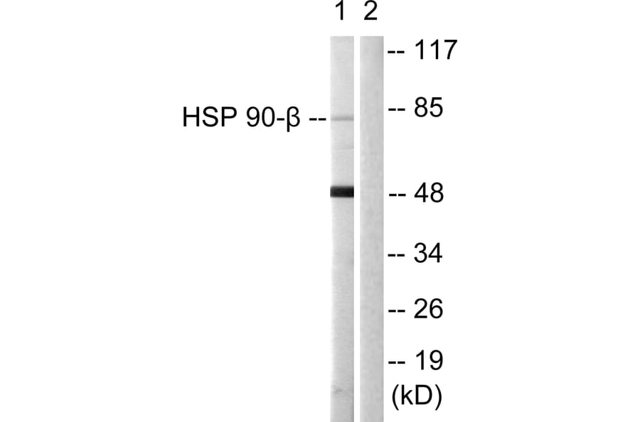 Western Blot - Anti-HSP90B Antibody (B1210) - Antibodies.com