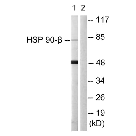 Western Blot - Anti-HSP90B Antibody (B1210) - Antibodies.com