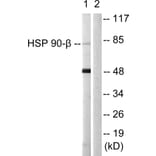 Western Blot - Anti-HSP90B Antibody (B1210) - Antibodies.com