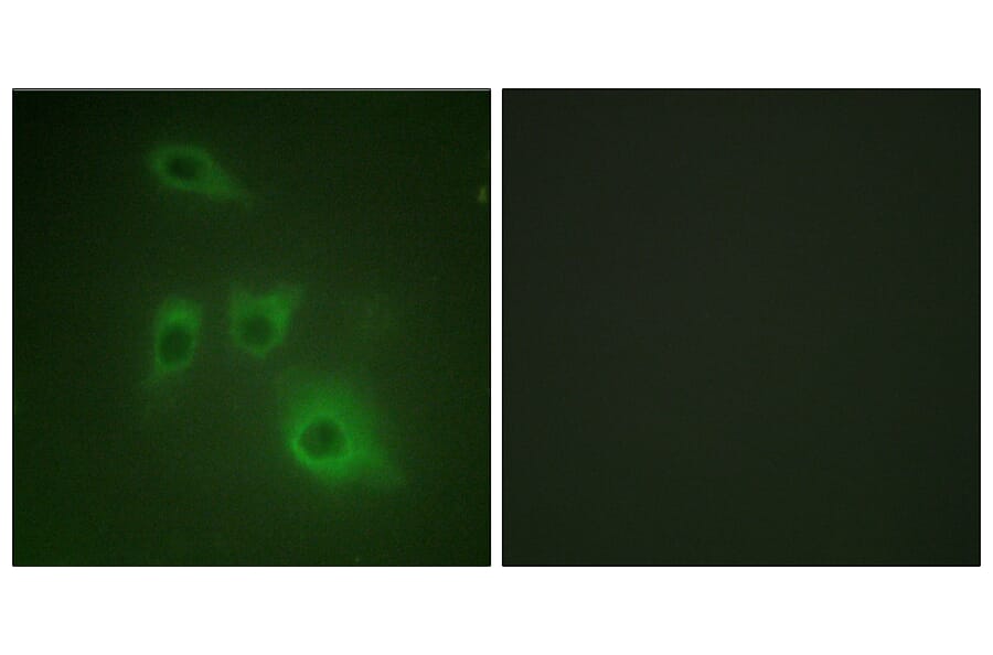Immunofluorescence - Anti-HSP90B Antibody (B1210) - Antibodies.com
