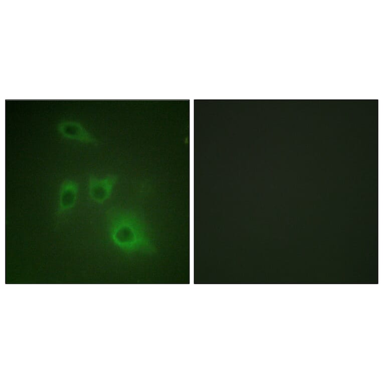 Immunofluorescence - Anti-HSP90B Antibody (B1210) - Antibodies.com