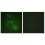 Immunofluorescence - Anti-HSP90B Antibody (B1210) - Antibodies.com