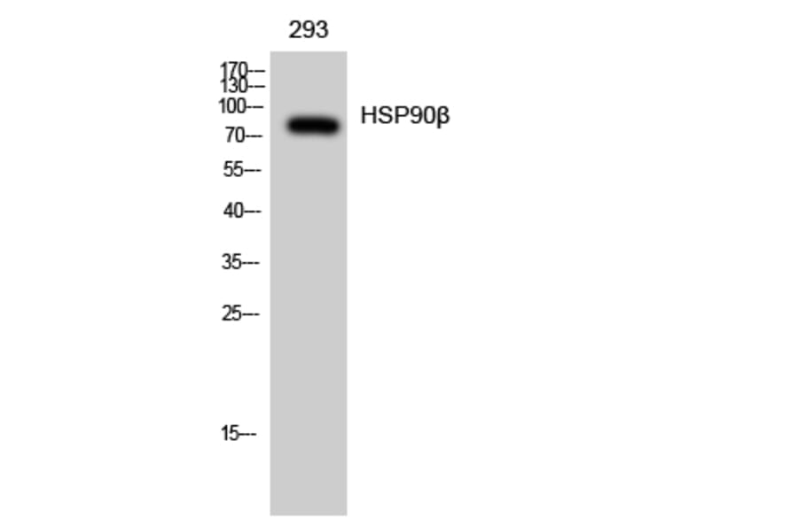 Western Blot - Anti-HSP90B Antibody (B1210) - Antibodies.com