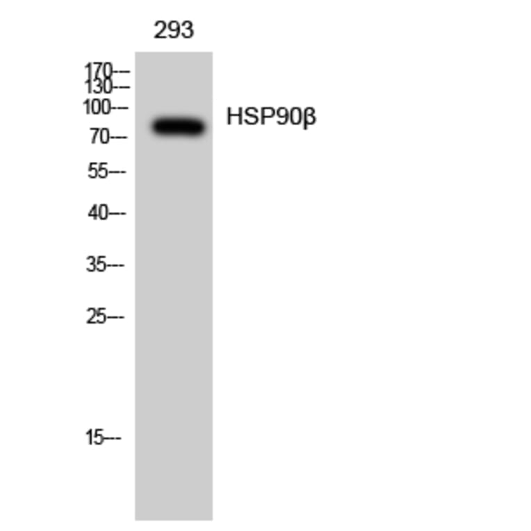 Western Blot - Anti-HSP90B Antibody (B1210) - Antibodies.com