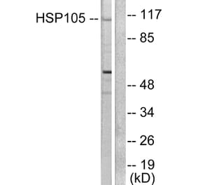 Western Blot - Anti-HSP105 Antibody (C0231) - Antibodies.com