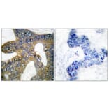 Immunohistochemistry - Anti-HSP105 Antibody (C0231) - Antibodies.com