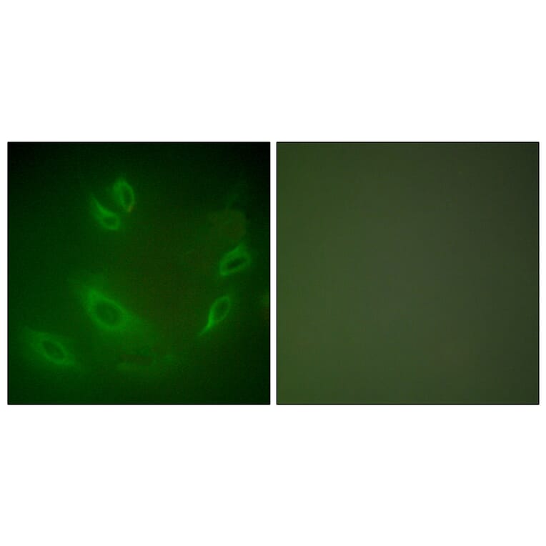 Immunofluorescence - Anti-HSP105 Antibody (C0231) - Antibodies.com